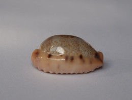 Cypraea Caurica Corrosa - Muscheln & Schnecken