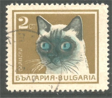 XW01-2306 Bulgarie Chat Siamois Siamese Cat Katze Gato - Hauskatzen