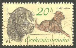 XW01-2088 Ceskoslovensko Chien Dog Hund Perro Cane Irish Setter Irlandais - Chiens