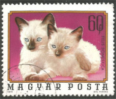 XW01-2069 Hongrie Chat Cat Katze Gato - Gatos Domésticos