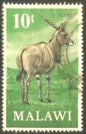 XW01-2015 Malawi Eland Antelope Antilope Gazelle - Autres & Non Classés