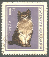 XW01-2965 Bulgarie Chat Cat Katze Gatto Gato Kat - Gatti