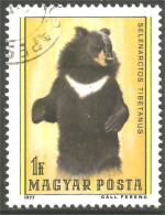 XW01-2848 Hongrie Ours Tibet Bear Bar Oso Orso - Bären
