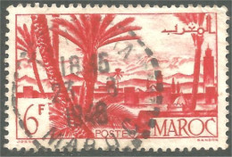 XW01-2572 Maroc Oasis Palm Tree Palmier - Arbres