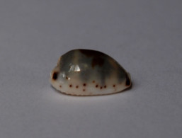 Cypraea Ursellus - Seashells & Snail-shells