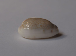 Cypraea Pallidula Rhinoceros - Coquillages