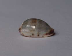 Cypraea Gracilis - Muscheln & Schnecken