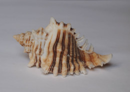 Chicoreus Brevifrons - Seashells & Snail-shells