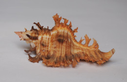 Chicoreus Crocatus - Seashells & Snail-shells