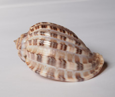 Harpa Articularis - Seashells & Snail-shells