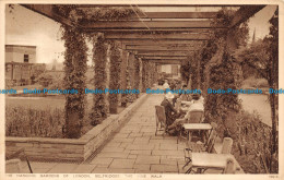 R128213 The Hanging Gardens Of London. Selfridges. The Vine Walk. Photochrom - Otros & Sin Clasificación