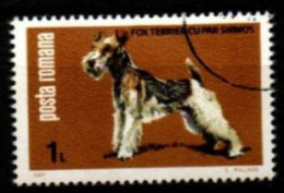 ROUMANIE     -     CHIEN    /     FOX  TERRIER      -    Oblitéré. - Hunde