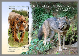 LIBERIA 2023 MNH Endangered Mammals Wolf S/S II – IMPERFORATED – DHQ2421 - Sonstige & Ohne Zuordnung