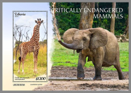 LIBERIA 2023 MNH Endangered Mammals Elephant Elefant S/S I – OFFICIAL ISSUE – DHQ2421 - Elephants