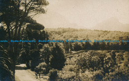 R127329 Old Postcard. Forest View From The Skye - World