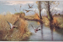 CHASSE       CANARDS     SERIE 1167 - 1900-1949