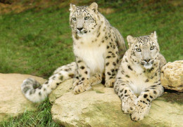 Doué La Fontaine - Parc Zoologique - Couple De Panthères Des Neiges - Doue La Fontaine