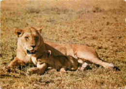 Animaux - Fauves - Lion - Carte Dentelée - CPSM Grand Format - Voir Scans Recto-Verso - Lions