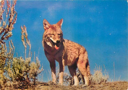 Animaux - Loups - Coyotte - CPM - Voir Scans Recto-Verso - Autres & Non Classés