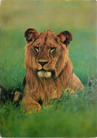 Animaux - Fauves - Lion - Jeune Lion Du Kenya - CPM - Voir Scans Recto-Verso - Leeuwen