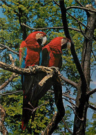 Animaux - Oiseaux - Perroquet - CPM - Voir Scans Recto-Verso - Pájaros