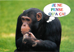 Animaux - Singes - Chimpanzé - Carte à Message - Carte Neuve - CPM - Voir Scans Recto-Verso - Affen