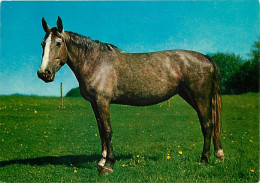 Animaux - Chevaux - CPM - Voir Scans Recto-Verso - Chevaux