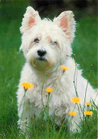 Animaux - Chiens - West Highland White Terrier - CPM - Voir Scans Recto-Verso - Chiens