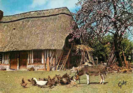 Animaux - Anes - Normandie - Ferme Normande - Poules - Flamme Postale - CPM - Voir Scans Recto-Verso - Ezels