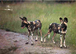 Animaux - Chiens - Cape Hunting Dog - Kruger National Park - CPM - Voir Scans Recto-Verso - Perros