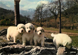 Chiens - CPM - Voir Scans Recto-Verso - Perros