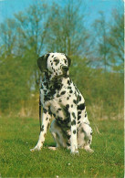 Chiens - CPM - Voir Scans Recto-Verso - Chiens