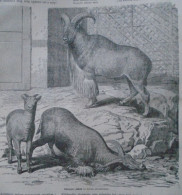 D203386  Old Print  - Maned Sheep In The Dresden Zoo - Mähnenschafe Im Dresdner Zoo - From A Hungarian Newspaper 1866 - Estampas & Grabados