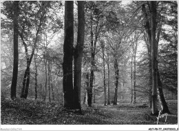 ADTP8-77-0667 - FONTAINEBLEAU - La Forêt - Matinée D'automne  - Fontainebleau