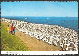 Percé  Gaspésie Québec - Les Oiseaux De L'Ile Bonaventure - Bird Sanctuary On Bonaventure Island - No 21675-C 7003 - Percé