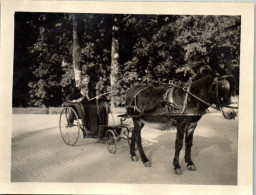 Photographie Photo Vintage Snapshot Amateur Attelage âne Femme Fauteuil Roulant  - Trains