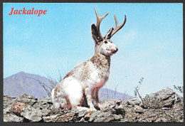 Animal  Autre - Wild Jackalope Also Often The Antelabbit - By Smith Southwestern - Sonstige & Ohne Zuordnung