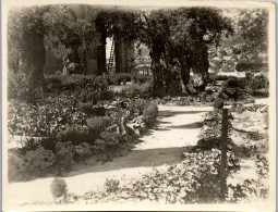 Photographie Photo Vintage Snapshot Amateur Israël Jérusalem Gethsemani Oliviers - Afrique