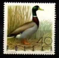 POLOGNE      -        CANARD     -   Neuf  **  LUXE - Entenvögel