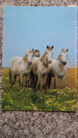 CPM CHEVAL CHEVAUX BLANCS FLEURS HERBES HAUTES  FOTO G KRONMULLER ED KORSCH 8239 - Pferde