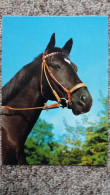 CPM CHEVAL TETE MARRON FONCE RENES  FOTO  H ALDER   ED KORSCH 8240 - Horses