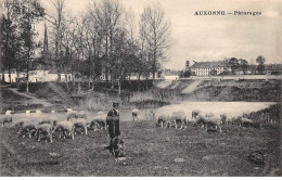 21 - AUXONNE - SAN33008 - Pâturage - Agriculture - Auxonne