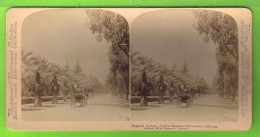 CALIFORNA / TROPICAL BEAUTIES OF RIVERSIDE / MAGNOLIA AVENUE / Carte Stéréo De 1902 - Autres & Non Classés