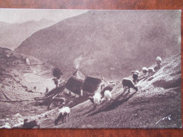 65 - GAVARNIE - Pâturage Dans La Montagne. (Moutons) Editions JOVÉ - Gavarnie
