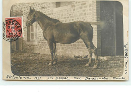 Carte-Photo - Volonle, Née En 1899, Père Hérode,  Mère Daccapo Lodi Marouba - AVRANCHES - Horses