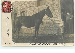 Carte-Photo - Ascension, Née En 1900, Père Quorum,  Mère Daccapo - AVRANCHES - Horses