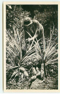 Guadeloupe - Cueillette Des Ananas - Andere & Zonder Classificatie