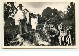 GUADELOUPE - Vache Prolifique - Sonstige & Ohne Zuordnung