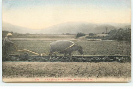 Ploughing With Buffalo, HONGKONG Local - China (Hongkong)