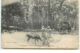 NOUMEA - Parc Du Gouvernement - Les Cerfs - Nouvelle Calédonie